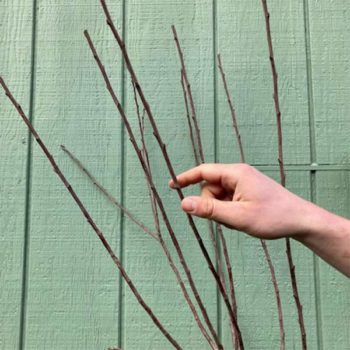 A Step-by-Step Guide to Grafting