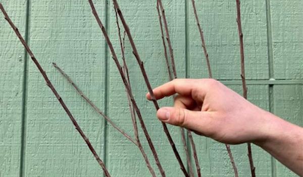 A Step-by-Step Guide to Grafting