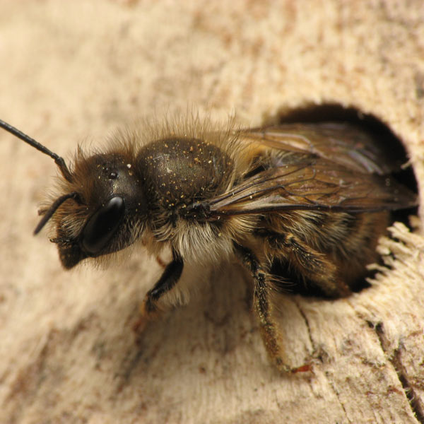 Horn-faced Bees - One Green World