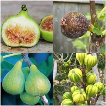 Fig Tree Bundle