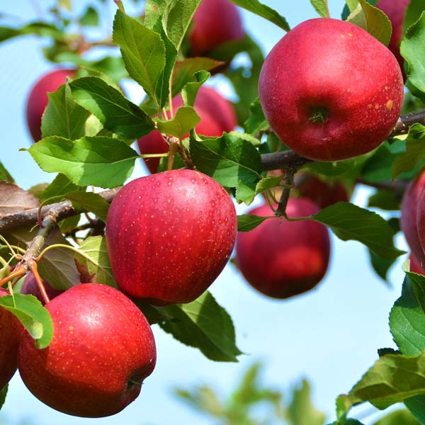 Dwarf Honeycrisp Apple Tree Bare Root, Organic Flavor Tastes Sweet Fresh