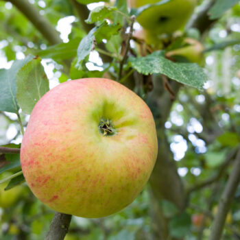 Bramley’s Seedling Apple Tree