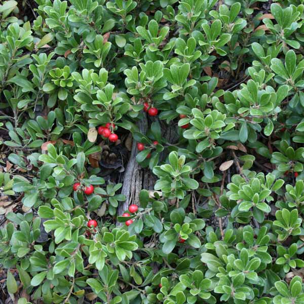 Kinnikinnick Manzanita available at One Green World