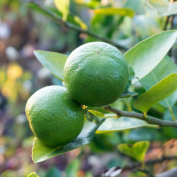 Mexican Key Lime Citrus Tree