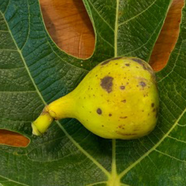 Thermalito Fig Tree