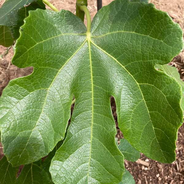 Smith Fig Tree - One Green World