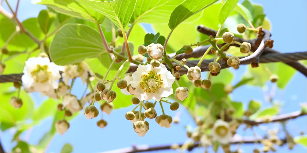 Kiwi Growing Guide