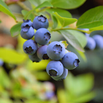 Sharpblue Southern Highbush Blueberry