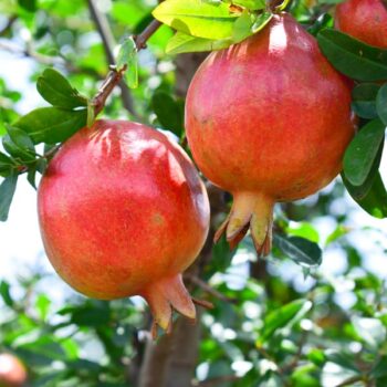 Afganski Pomegranate