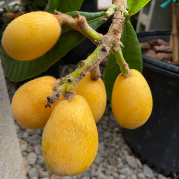 Yehuda Loquat Tree