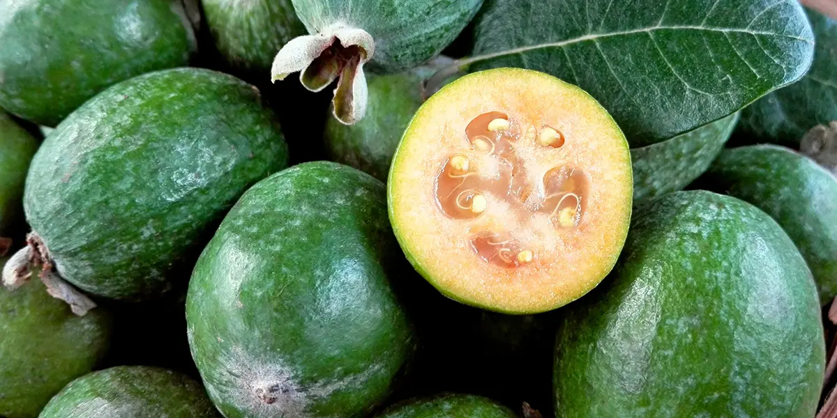 Pineapple Guava Growing Guide