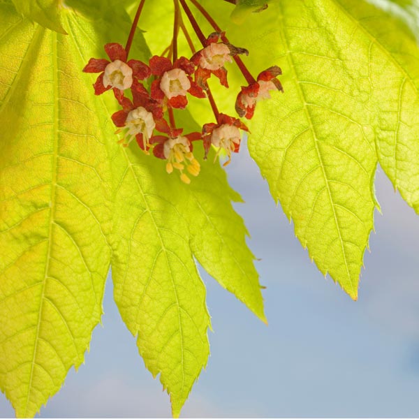 Vine Maple available at One Green World Nursery