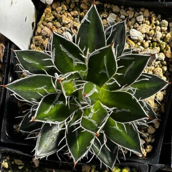 Black Widow Agave