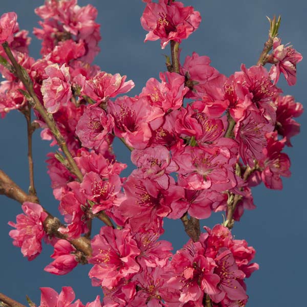 Atomic Red Nectarine One Green World