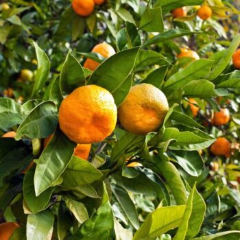 Changsha Mandarin Citrus Tree
