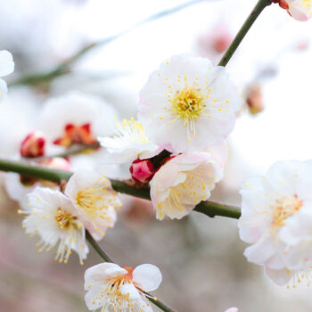 Shiro Kaga Japanese Flowering Apricot