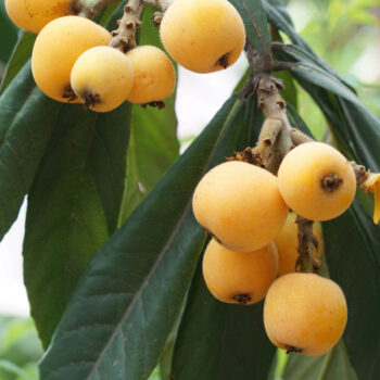 Gold Nugget Seedling Loquat Tree