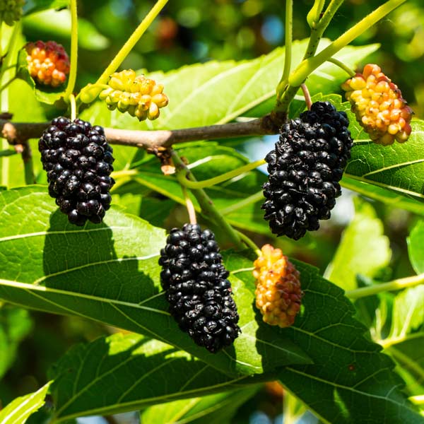 Ik Soo Bong Mulberry - available at One Green World Nursery