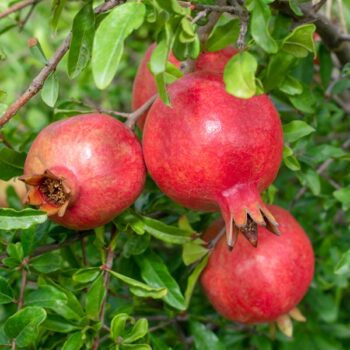 Rannii Pomegranate