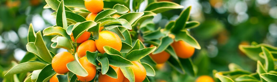 Citrus Growing Guide