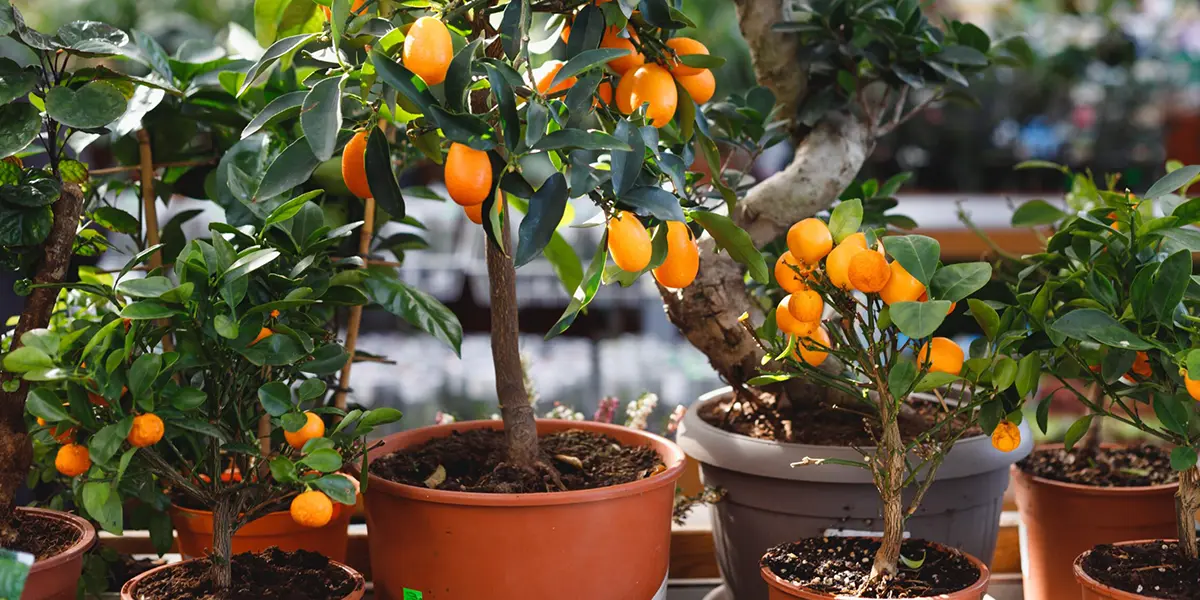 Container Growing Guide