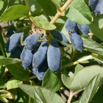 Boreal Blizzard Honeyberry – Late Blooming