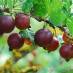 Little Ben Gooseberry