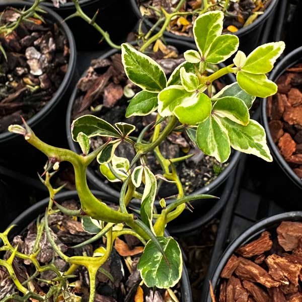 Snow Dragon Variegated Flying Dragon Citrus One Green World