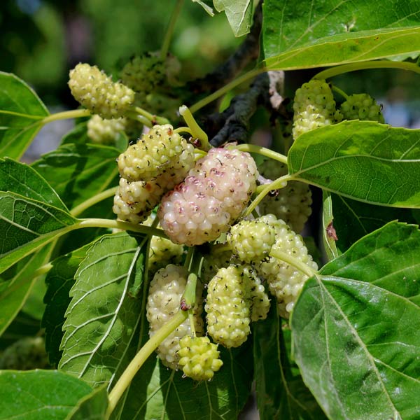 Tehama White Mulberry - One Green World