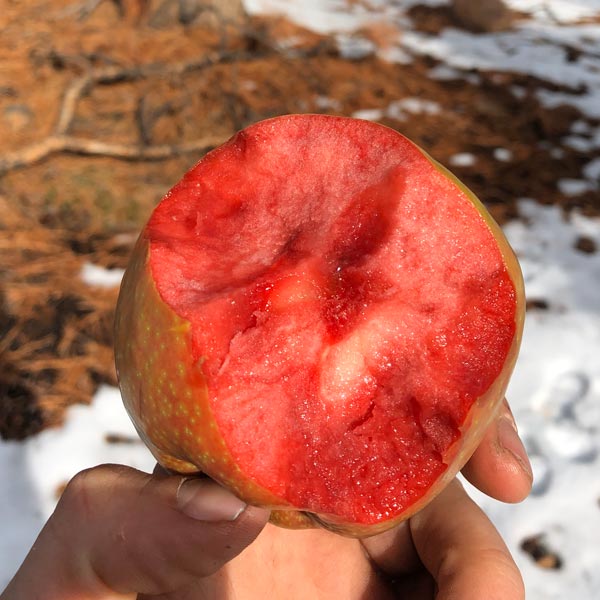 The Lucy Apple: A New Red-Fleshed Variety That Tastes Like Honeycrisp With  A Hint Of Berries