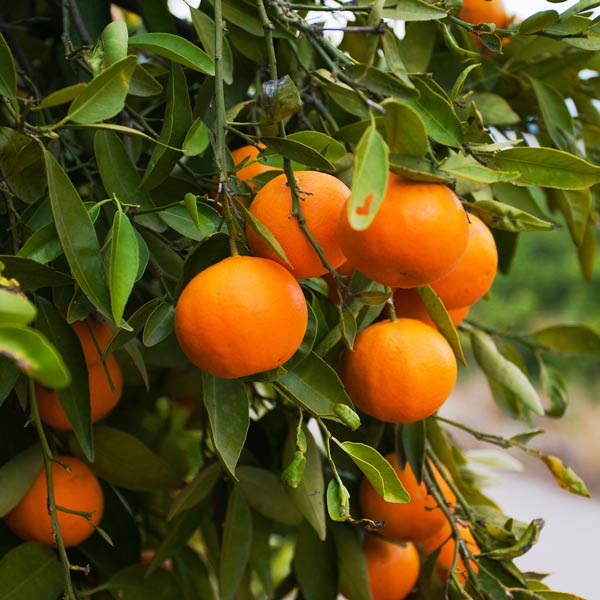 Weeping Washington Navel Orange Citrus Tree One Green World