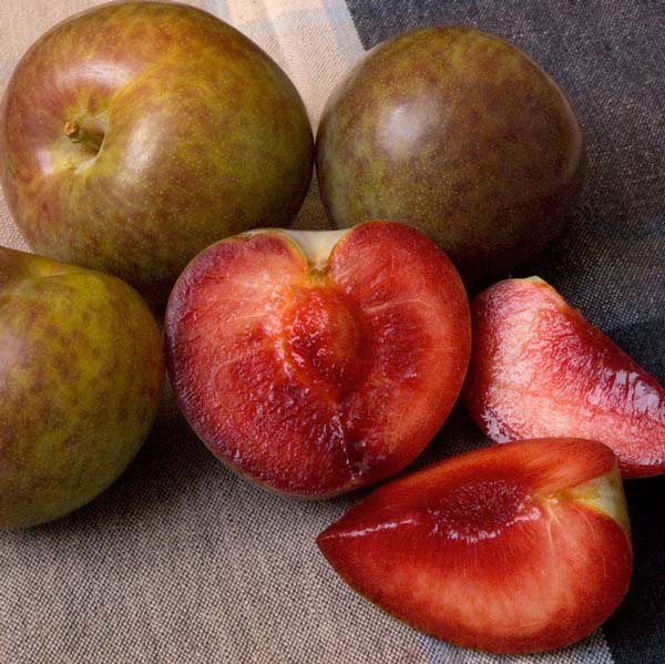 Flavor Supreme Pluot Tree available at One Green World Nursery