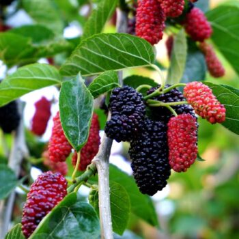 Lakeland Tropical Mulberry