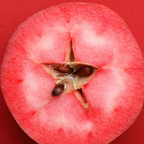 Redfield Red Flesh Apple Tree One Green World
