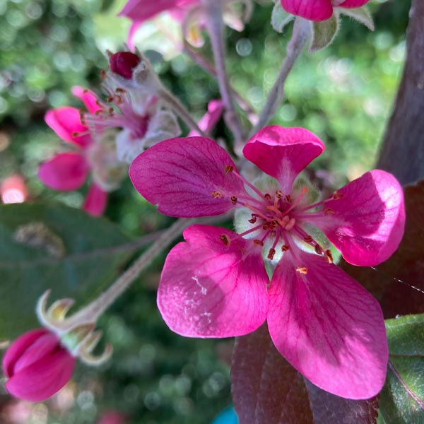 Red King Red Flesh Apple Tree One Green World