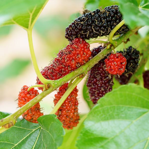 Silk Hope Mulberry - available at One Green World Nursery