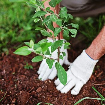Instant Orchard Tree Bundle