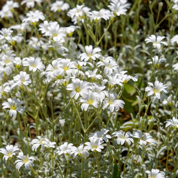 Silver Carpet Cerastium - available at One Green World