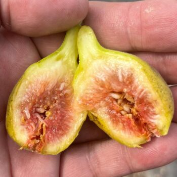 Gulbun Fig Tree
