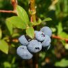 Burgundy Blueberry