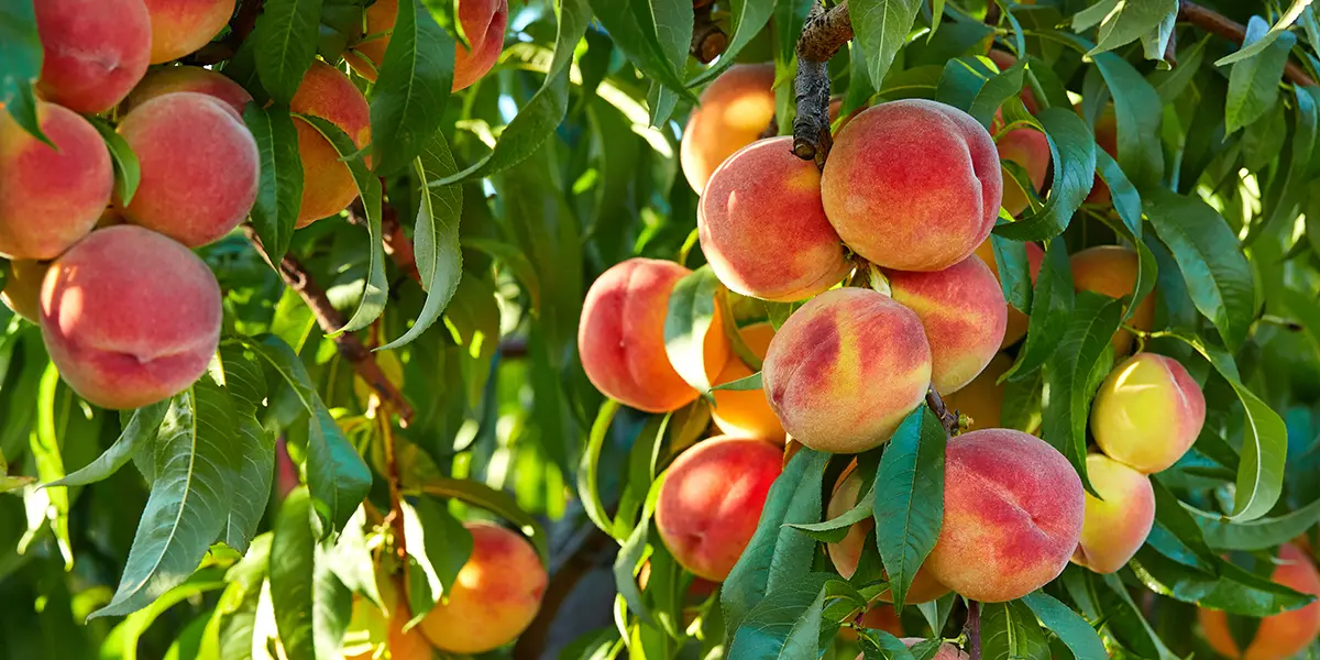 Typical Peach Ripening Time Chart
