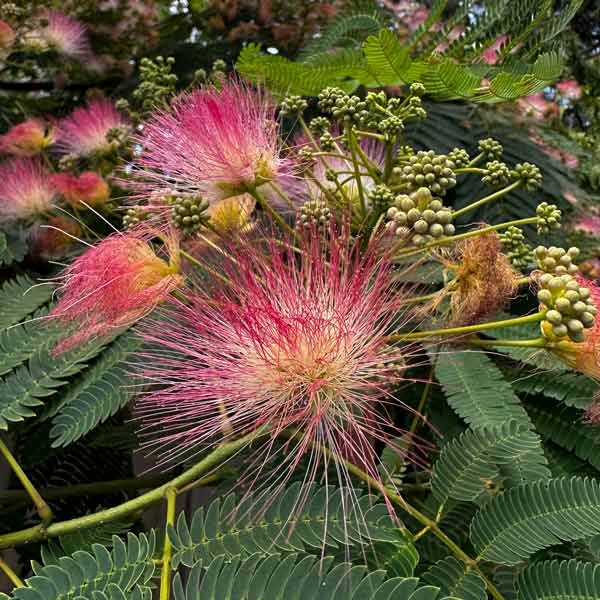 Mimosa Tree - available at One Green World Nursery