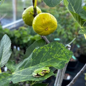 Raasti Fig Tree