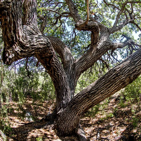 Arizona White Oak - One Green World