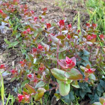 Awesome Red Manzanita