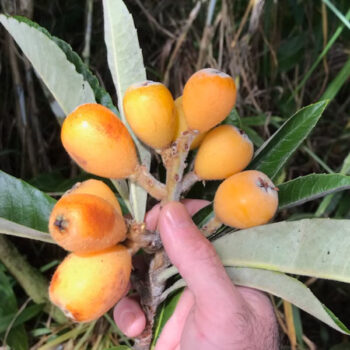 Mizuho Loquat Tree