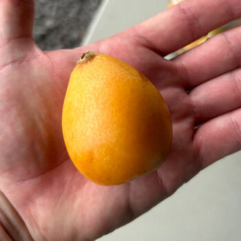Obusa Loquat Tree