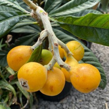 Pupello Loquat Tree