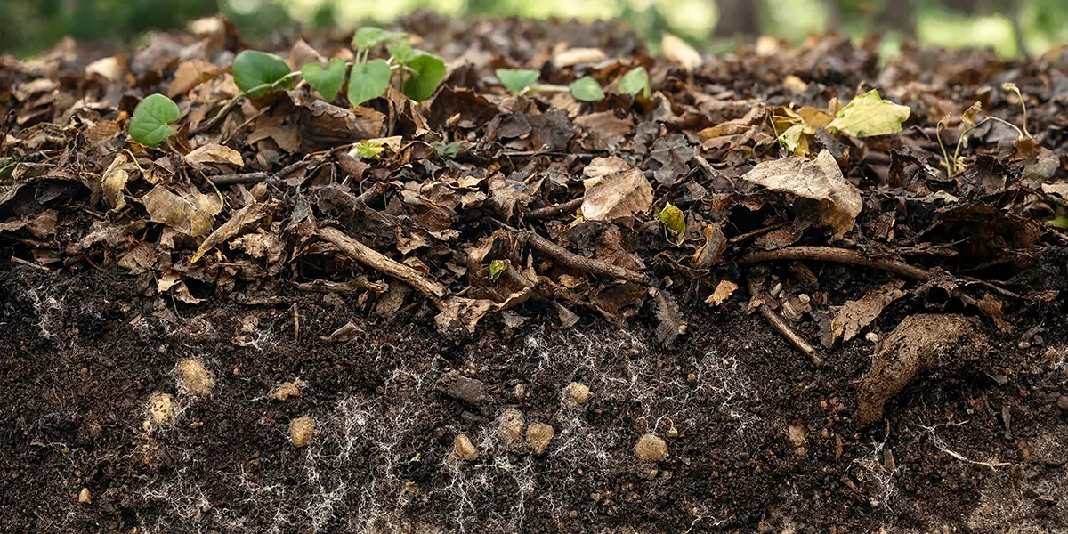 Soil Health Understanding Microorganisms