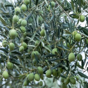 Chalkdiki Olive Tree